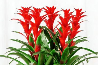 Top 5 cây cảnh vừa thanh lọc không khí, vừa được cho là mang lại tài lộc