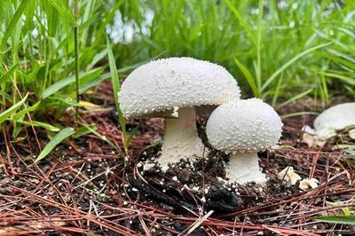 Hái cây 'lạ' đẹp mắt về ăn, người đàn ông tử vong