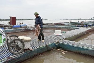 Siết chặt bảo vệ môi trường vùng nuôi cá lồng trên sông trước nắng nóng