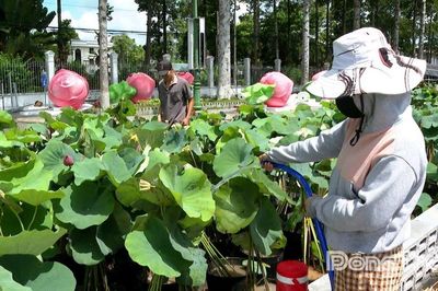Đồng Tháp: Khẩn trương hoàn thành Không gian 'Con đường Sen'
