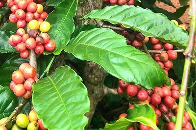 Cà phê tăng mạnh 4.500 đồng trong tuần qua, tiến sát mốc 90.000 đồng/kg