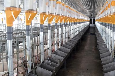 Khánh Hòa phấn đấu giảm 30% số ổ dịch bệnh gia súc, gia cầm