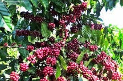Giá cà phê hôm nay 15/6/2026: Trong nước áp sát 90.000 đồng/kg, thế giới bật tăng mạnh