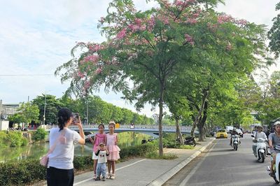 Muồng anh đào điểm sắc sông An Cựu