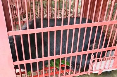 Cứu hộ thành công 3 cá thể gấu ngựa nuôi nhốt lâu năm
