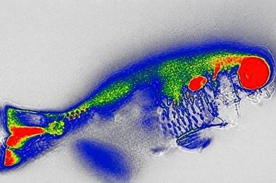 Kháng sinh 'ẩn' trong cá sông: Cảnh báo mới về an toàn thực phẩm