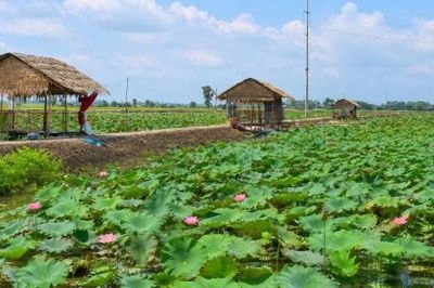 Cần chủ động hỗ trợ người dân phát triển mô hình lúa - sen kết hợp du lịch