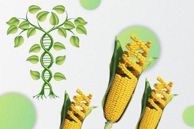 Phát hiện gene giúp ngô hấp thụ đạm hiệu quả hơn giúp giảm lượng phân bón