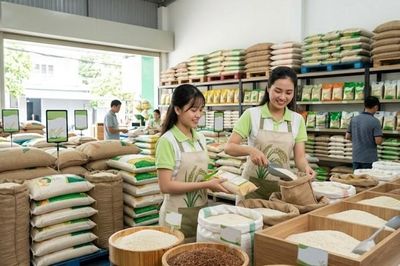 Giá lúa gạo hôm nay 16.6: Lúa thơm giữ giá, gạo xuất khẩu phân hóa