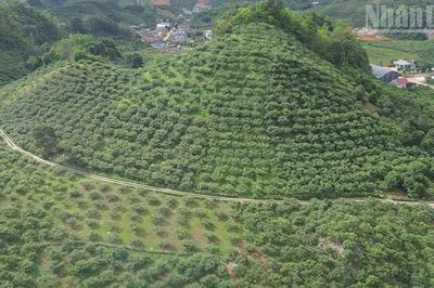 Chuyển đổi xanh mở lối cho nông nghiệp Sơn La phát triển bền vững