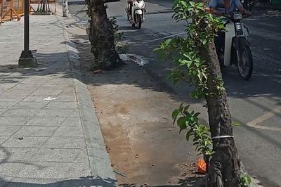 Mối nguy từ cây xanh
