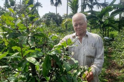 'Lá phổi xanh' giữa lòng phố thị