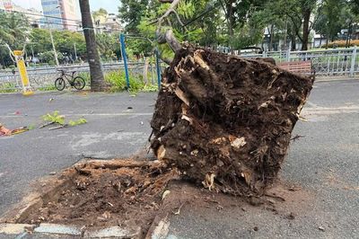 Cây phượng bật gốc ngã trong công viên ở trung tâm TPHCM