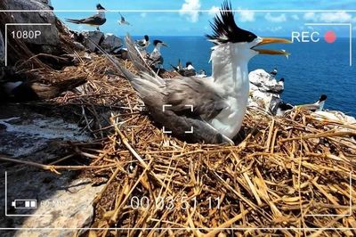 Lần đầu phát trực tiếp thiên nhiên hoang dã từ Côn Đảo