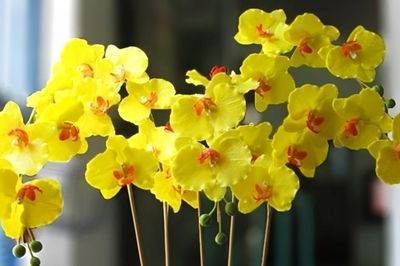 Người tuổi Sửu nên chọn cây gì trong nhà theo từng bản mệnh?