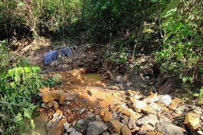 Giấc mộng vàng và nước mắt rừng phòng hộ Yên Na - Bài 1: Giấc mộng đổi đời từ... tin đồn