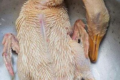 Mẹo nhà bếp cực đỉnh: Thịt vịt hết mùi hôi chỉ sau vài bước, ai ăn cũng khen ngon