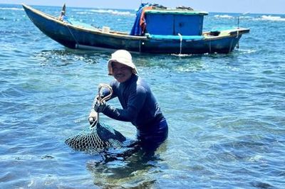 Ngư dân Quảng Ngãi vào mùa săn 'nhân sâm biển'