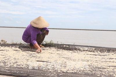 Ngư dân Cà Mau nhộn nhịp vào mùa khai thác ruốc biển