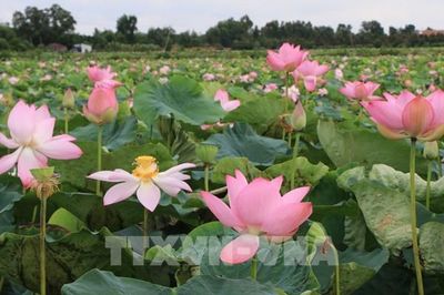 Ngắm những cánh đồng sen hái ra tiền của nông dân miền Tây