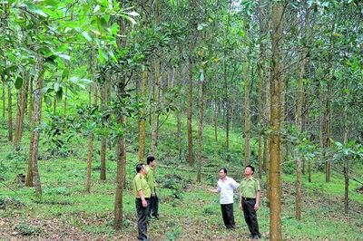 Xuân Thái phát triển rừng sản xuất gắn với giữ rừng