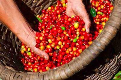 ICO: Giá cà phê robusta tăng trở lại, arabica tiếp tục giảm sâu