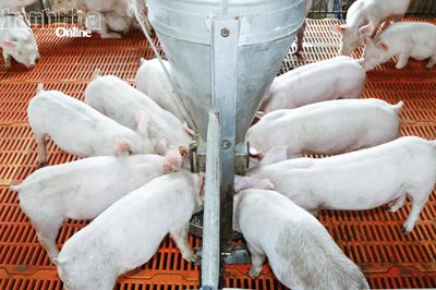 Kiểm tra hơn 110 cơ sở chăn nuôi và sản xuất giống trên địa bàn tỉnh
