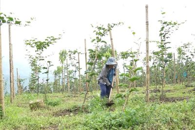 Bắc Hà mở hướng giảm nghèo từ những giống cây trồng mới
