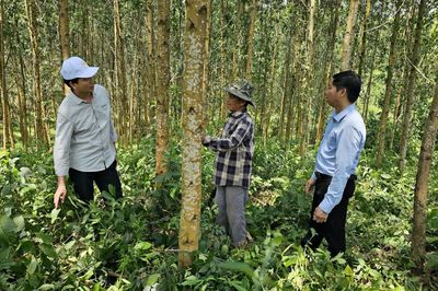 Đẩy mạnh phát triển rừng gỗ lớn