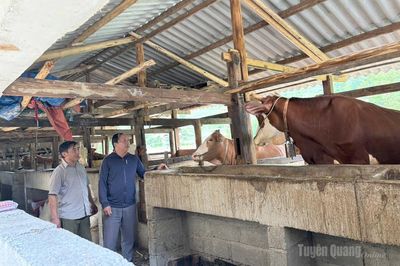 Chuyển đổi cây trồng, vật nuôi ở Thắng Mố