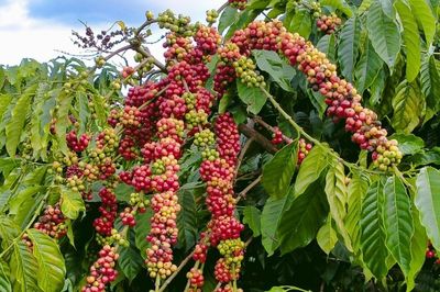 Ngày 16/6: Giá cà phê tiếp tục neo cao, hồ tiêu ở mức 140.500 đồng/kg