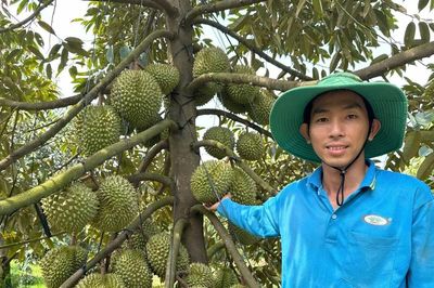 Tìm 'phác đồ giải độc' cho sầu riêng