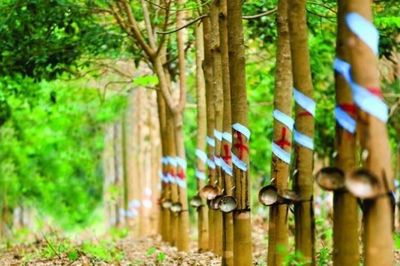 Cao su Phước Hòa (PHR) sắp phát hành 108,4 triệu cổ phiếu, nâng vốn điều lệ lên hơn 2.400 tỷ đồng