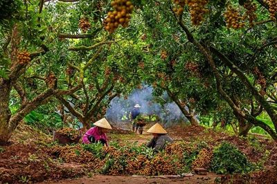 Hưng Yên: Kinh tế VAC tuần hoàn hướng đi hiệu quả nâng cao thu nhập cho hội viên