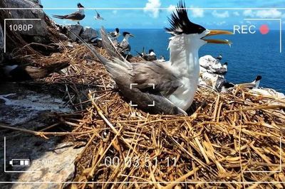 Lần đầu tiên thiên nhiên hoang dã Côn Đảo được truyền hình trực tiếp trên VTV