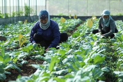 Hà Nội phát triển vùng rau an toàn, truy xuất nguồn gốc theo hướng hiện đại