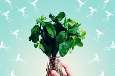 7 loại cây giúp xua đuổi muỗi và côn trùng tại nhà hiệu quả