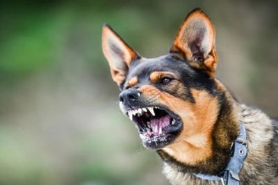 Chó dại cắn 12 người, trong đó có 5 trẻ em ở Đồng Nai