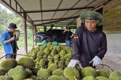 Ngành sầu riêng cần chuyên nghiệp hơn