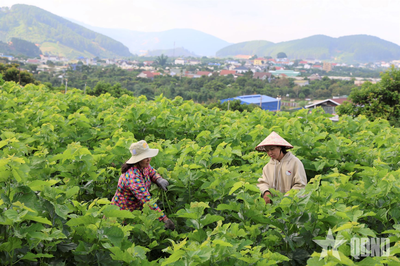 Đời tằm trên đất Nam Ban Lâm Hà