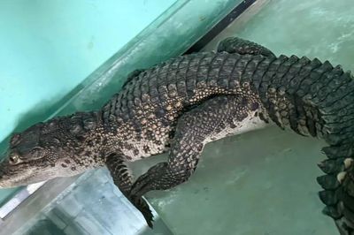 Huế: Cá sấu lạc vào nhà dân