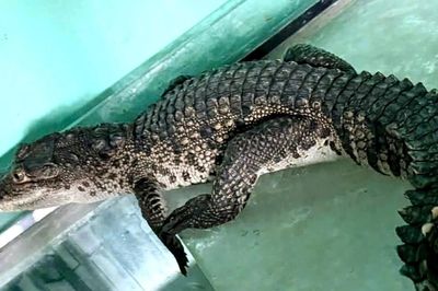 Cá sấu bò vào nhà dân ở Huế
