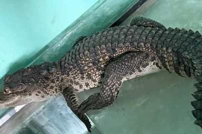 Cá sấu đi lạc vào khuôn viên nhà dân ở Huế