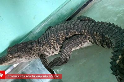 Cá sấu nước ngọt dài 1 mét đi lạc vào nhà dân ở Huế