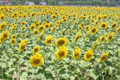 Tác dụng ít người biết của loài hoa 'mặt trời'