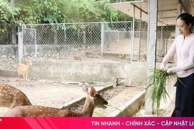 Phát triển nghề nuôi hươu bằng chất lượng đàn giống