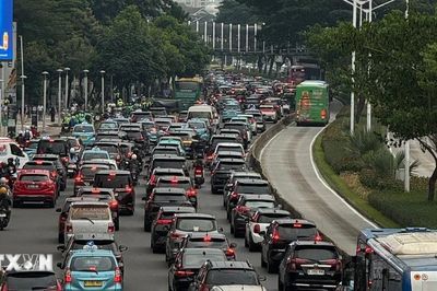 Thủ đô Indonesia đau đầu giải bài toán 'bùng nổ dân số' mèo hoang