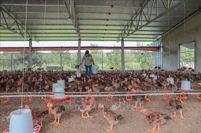 Quy định xử phạt vi phạm hành chính về chăn nuôi