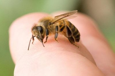 Kịp thời cứu sống bệnh nhi bị ong vò vẽ đốt gây sốc phản vệ nặng