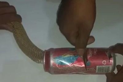 Nghẹt thở giải cứu rắn hổ mang mắc kẹt trong lon bia bỏ đi, sự sống chỉ còn tính bằng phút